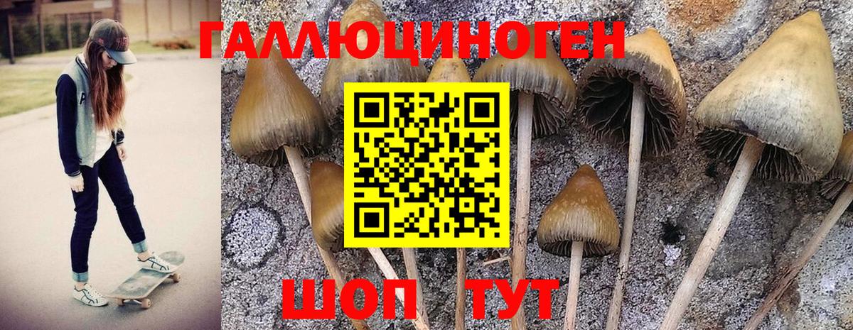 Димитровград  Псилоцибиновые грибы Psilocybine cubensis  купить   Вход с VPN 