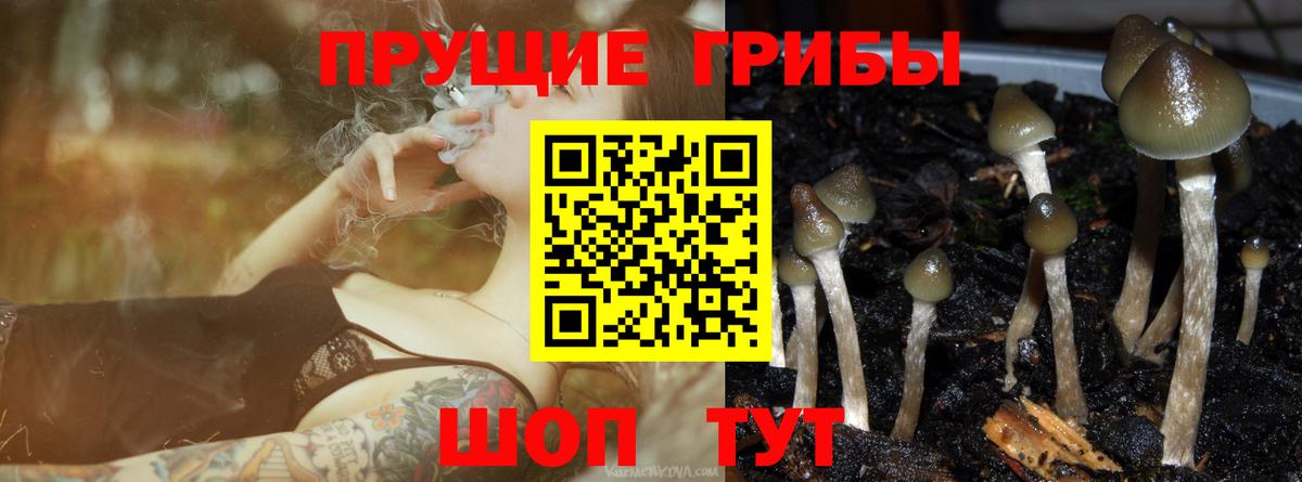 Псилоцибиновые грибы GOLDEN TEACHER  купить наркоту  Галлюциногенные грибы Magic Shrooms  Димитровград 